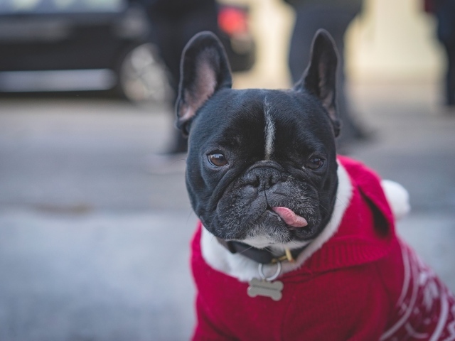 Французский бульдог в свитере с высунутым языком