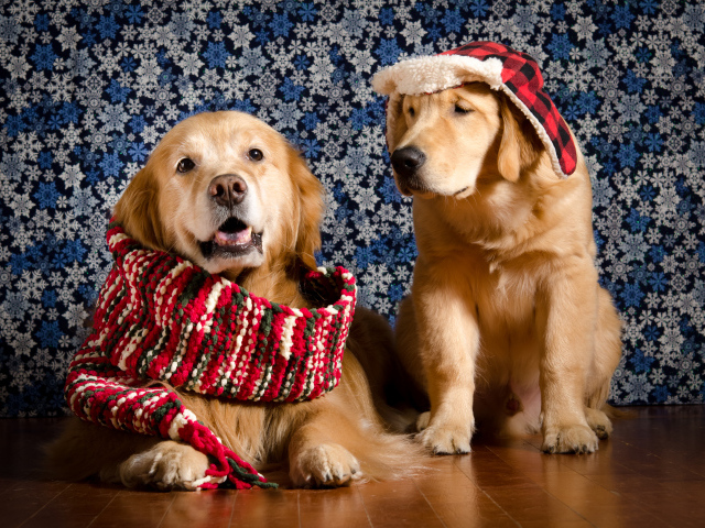 Золотистый ретривер с шарфом на шее и золотистый ретривер в шапке на фоне стены