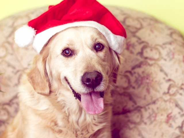Золотистый ретривер с высунутым языком в костюме Санты