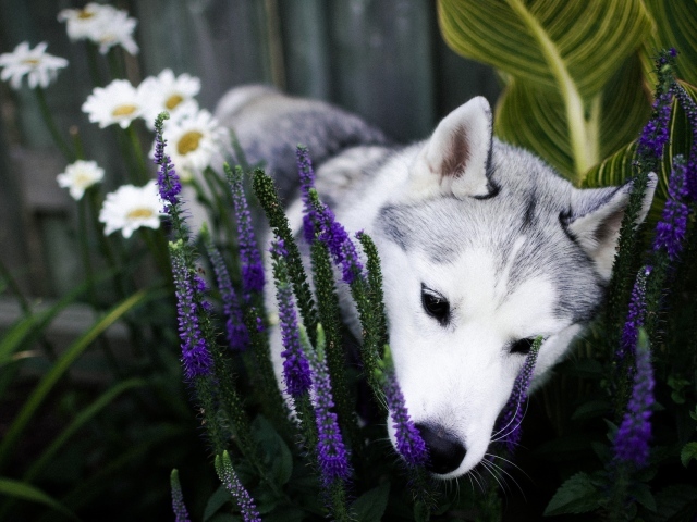 Собака породы хаски в цветах 