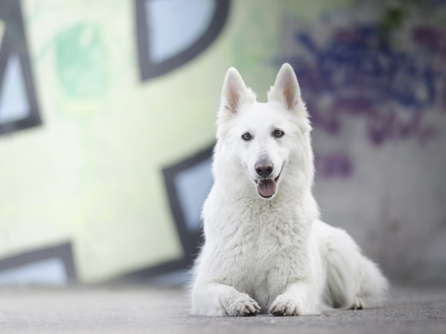 Большая белая овчарка с высунутым языком