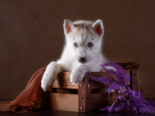 Маленький красивый щенок хаски в деревянном ящике