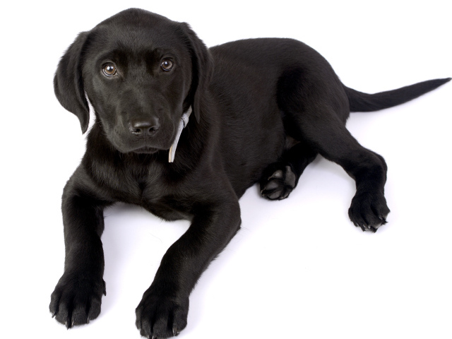 Маленький черный щенок лабрадора на белом фоне