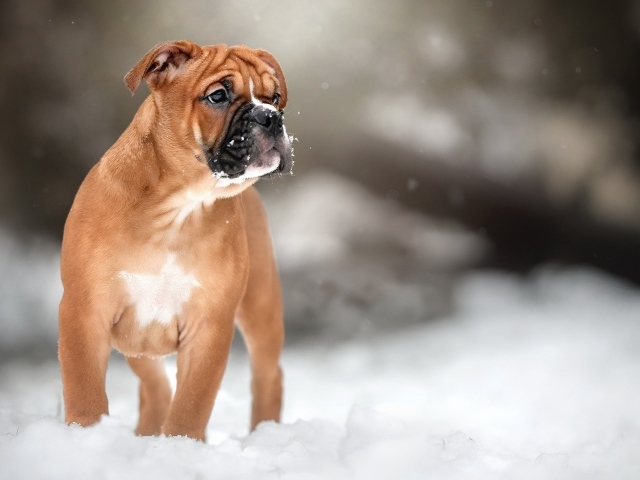Маленький щенок боксера на снегу
