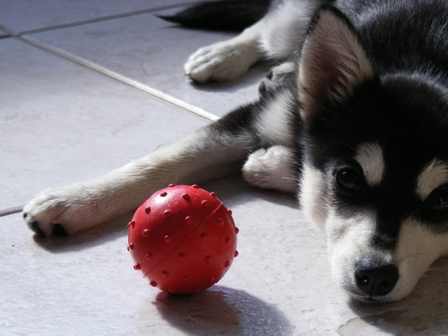 Маленький щенок хаски играет с мячиком