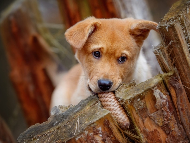 Маленький рыжий щенок грызет шишку