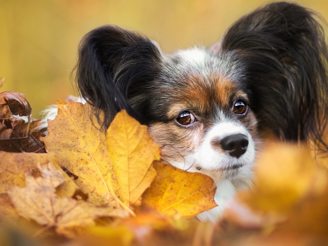 Папильон лежит в опавшей осенней листве