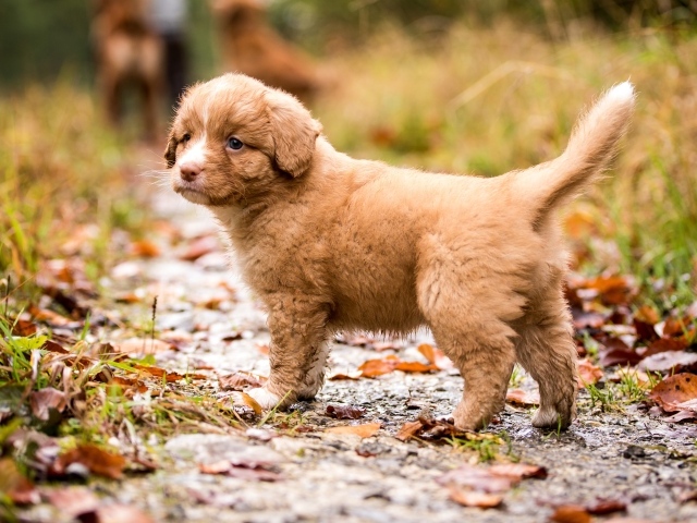 Рыжий щенок Новошотландского  ретривера на дороге осенью