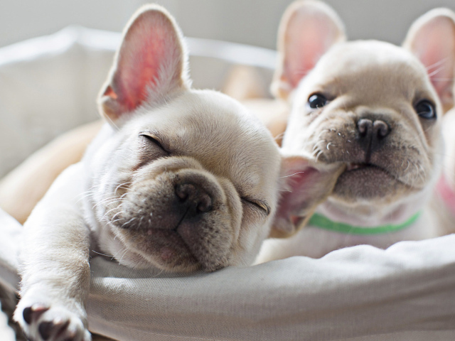 Два милых белых щенка французского бульдога 