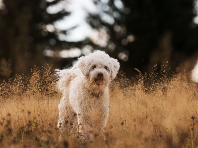 Белая пушистая породистая собака в траве