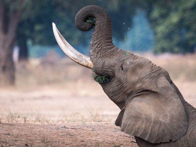 Серый слон с острыми бивнями ест траву