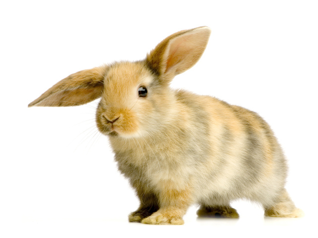 Милый декоративный кролик с опущенным ухом на белом фоне
