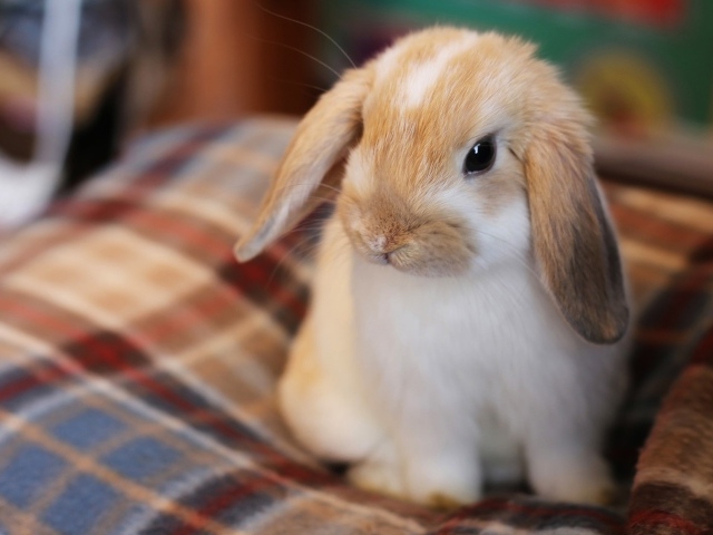 Маленький декоративный кролик сидит на кровати
