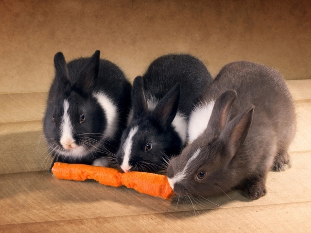 Три милых декоративных кролика грызут морковку