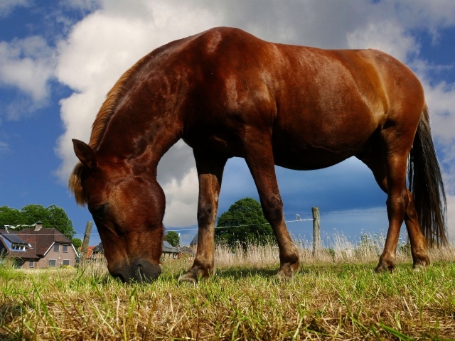 Коричневая лошадь пасется на ферме