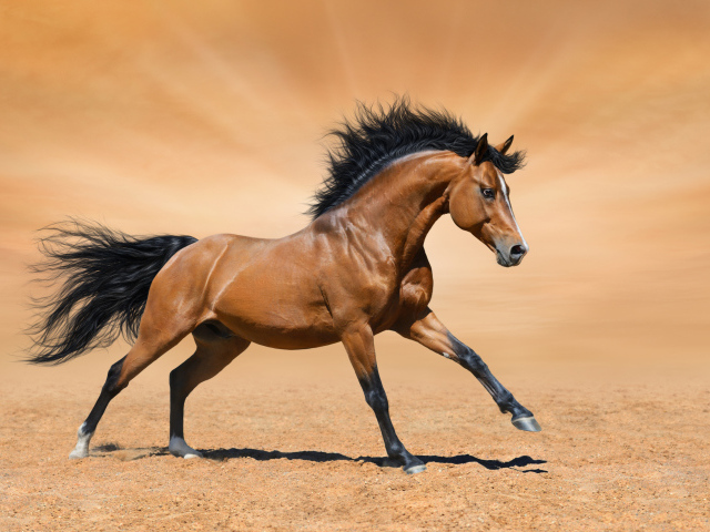 Красивая коричневая лошадь скачет по песку