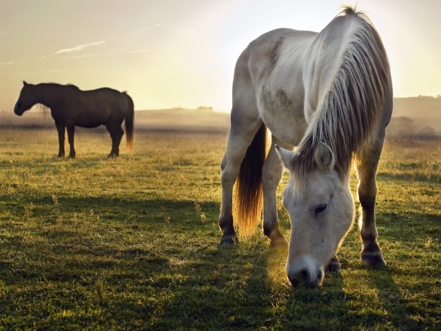 Две лошади пасутся на зеленой траве на рассвете 