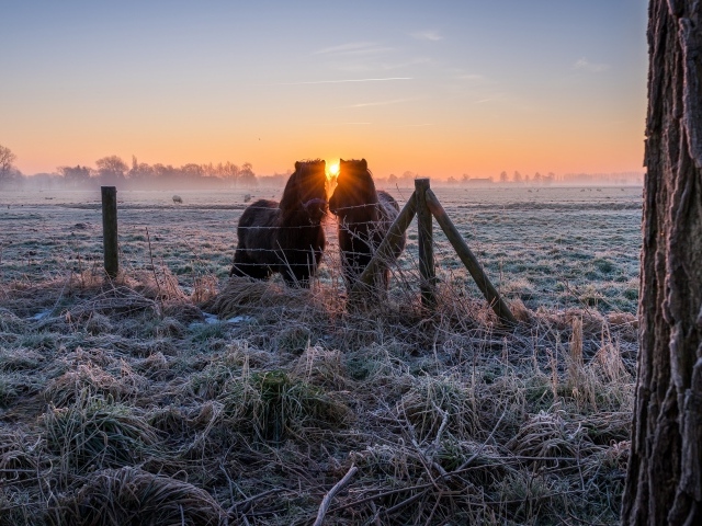 Две лошади на ферме на покрытой инеем траве на рассвете