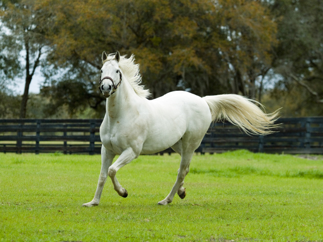 Белая красивая лошадь скачет по зеленой траве