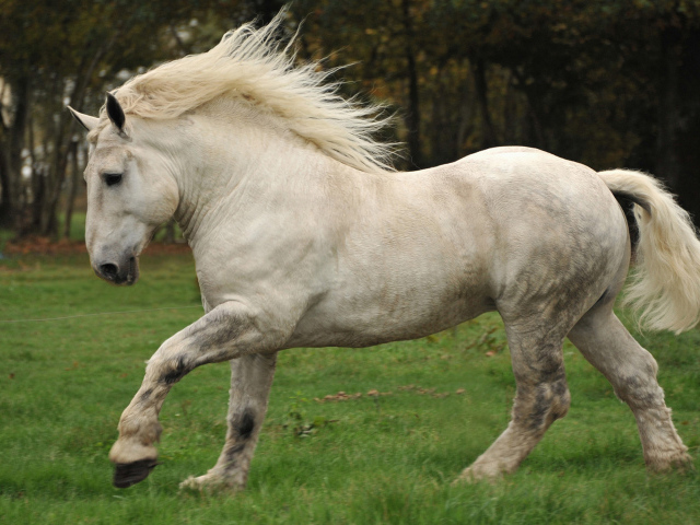 Белая лошадь идет по зеленой траве