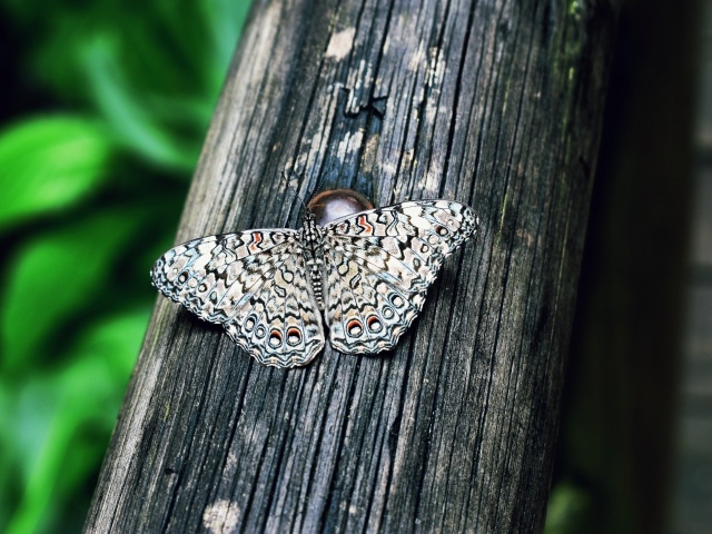 Красивая бабочка сидит на деревянном столбе