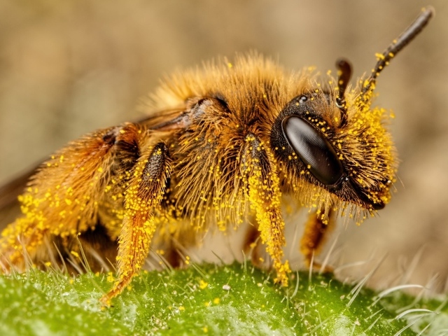 Пчела в пыльце крупным планом