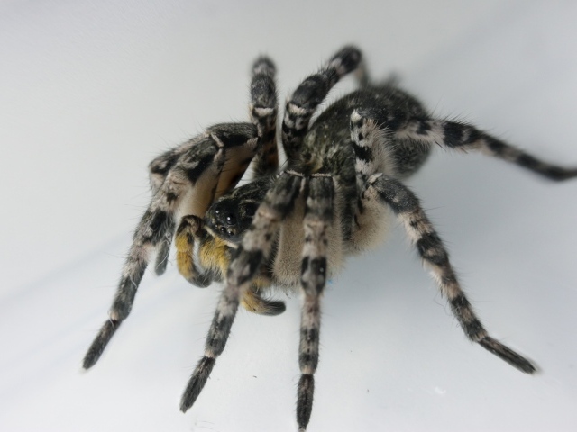 Большой паук на сером фоне крупным планом