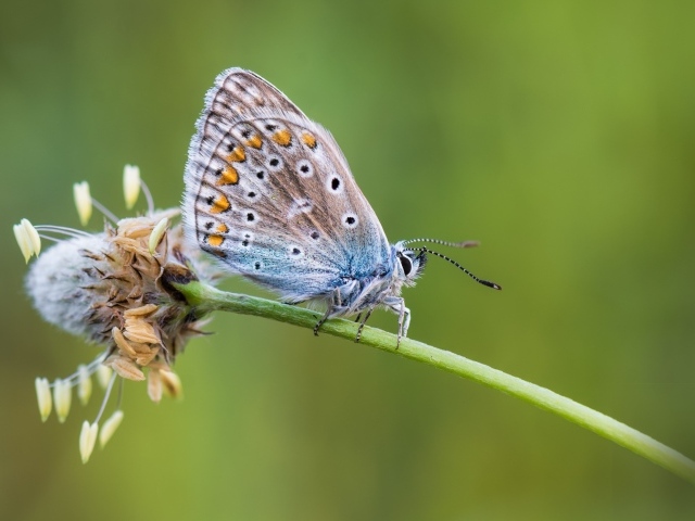Голубая бабочка сидит на цветке 