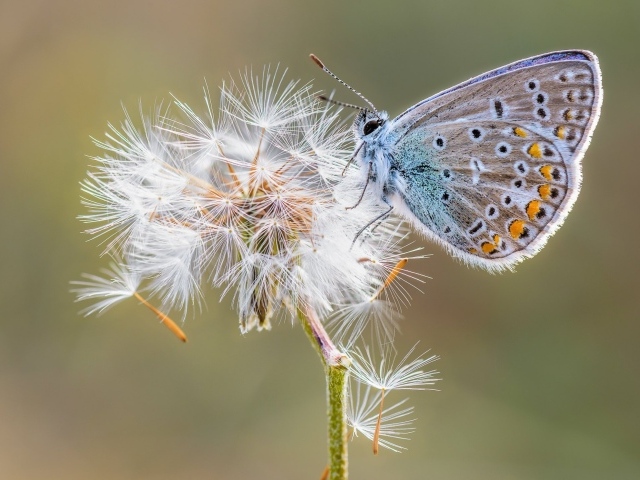Голубая бабочка сидит на одуванчике
