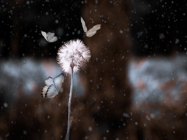 Бабочки летают вокруг белого одуванчика