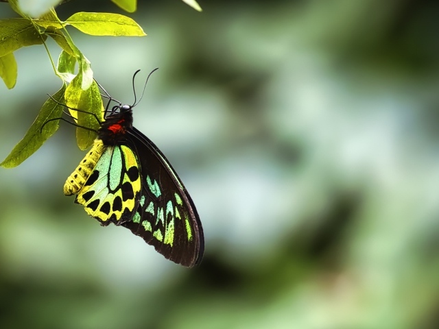 Бабочка сидит на зеленом листе