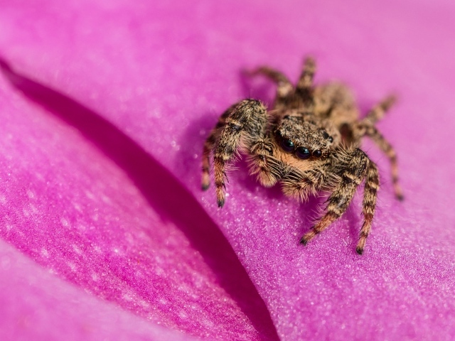 Паук крупным планом на розовом лепестке