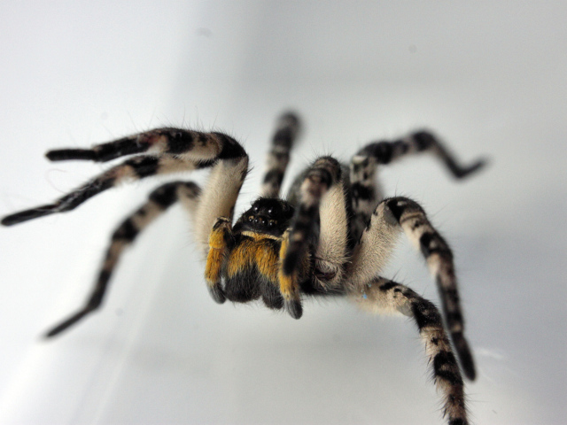 Паук на сером фоне крупным планом