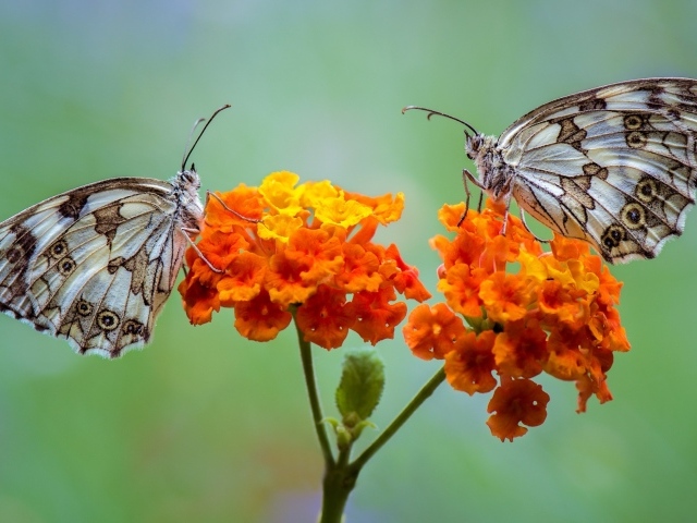 Две бабочки сидят на оранжевых цветах 