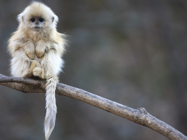 Маленькая обезьянка сидит на ветке дерева