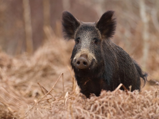 Большой черный боров в лесу на сухой траве