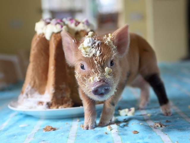 Маленький поросенок в креме из торта 