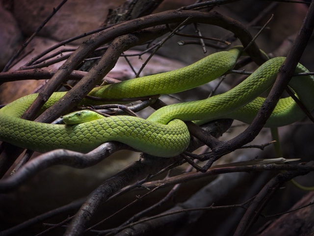 Красивая зеленая змея в ветках дерева