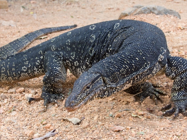 Большой дракон комодо  на песке