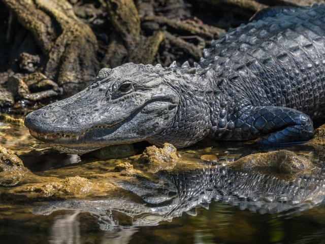 Большой аллигатор в воде