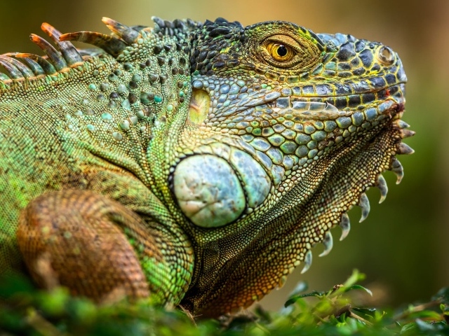 Большая зеленая игуана крупным планом 
