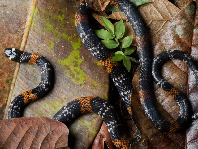 Элегантная коралловая змея на больших сухих листьях 