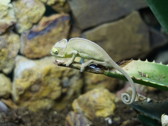 Зеленый хамелеон сидит на ветке алоэ