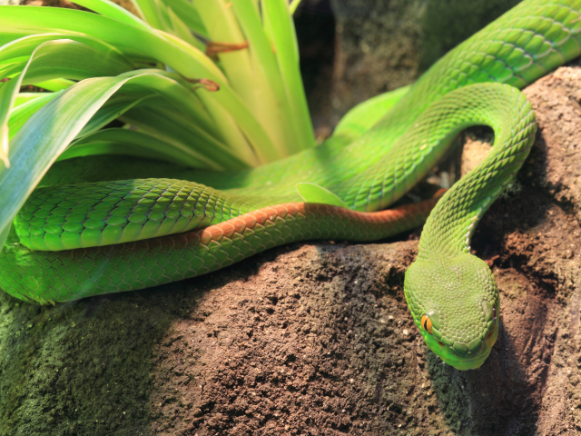 Зеленая змея ползет по земле у растения 