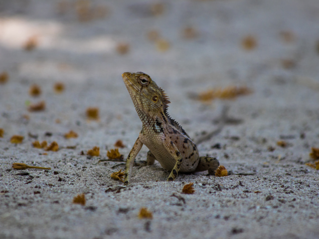 Маленькая ящерица на песке