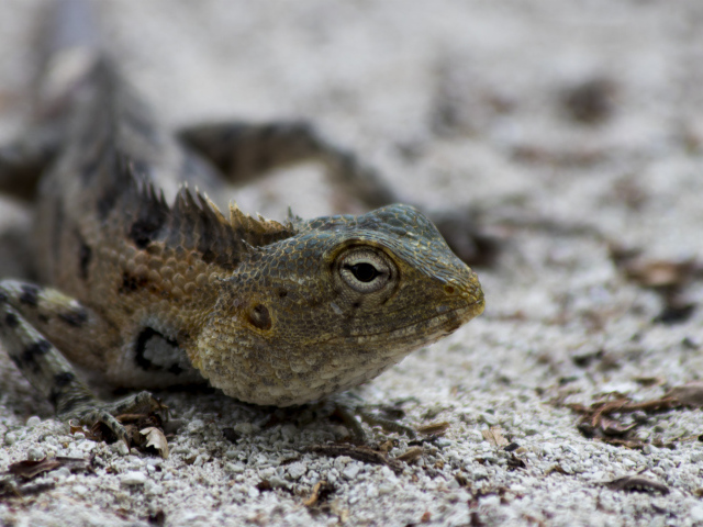 Ящерица с большими глазами на песке