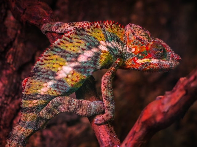 Разноцветный хамелеон сидит на ветке