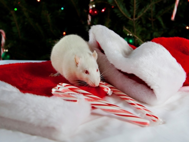 Белая крыса с новогодней шапкой символ нового года 2020 