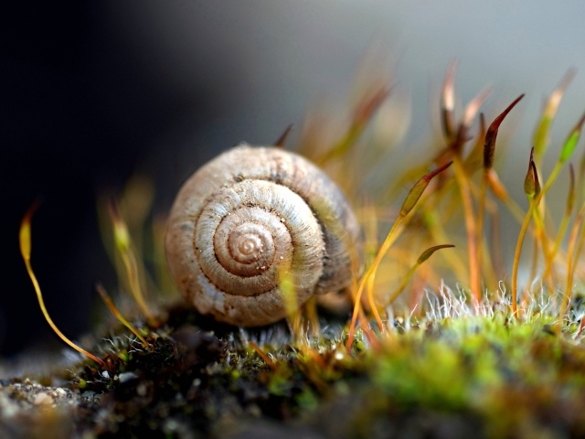 Улитка в ракушке на земле покрытой мхом