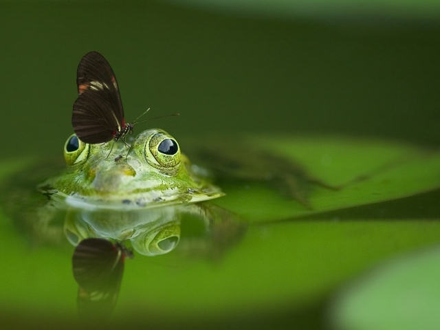 Бабочка сидит на зеленой лягушке в пруду